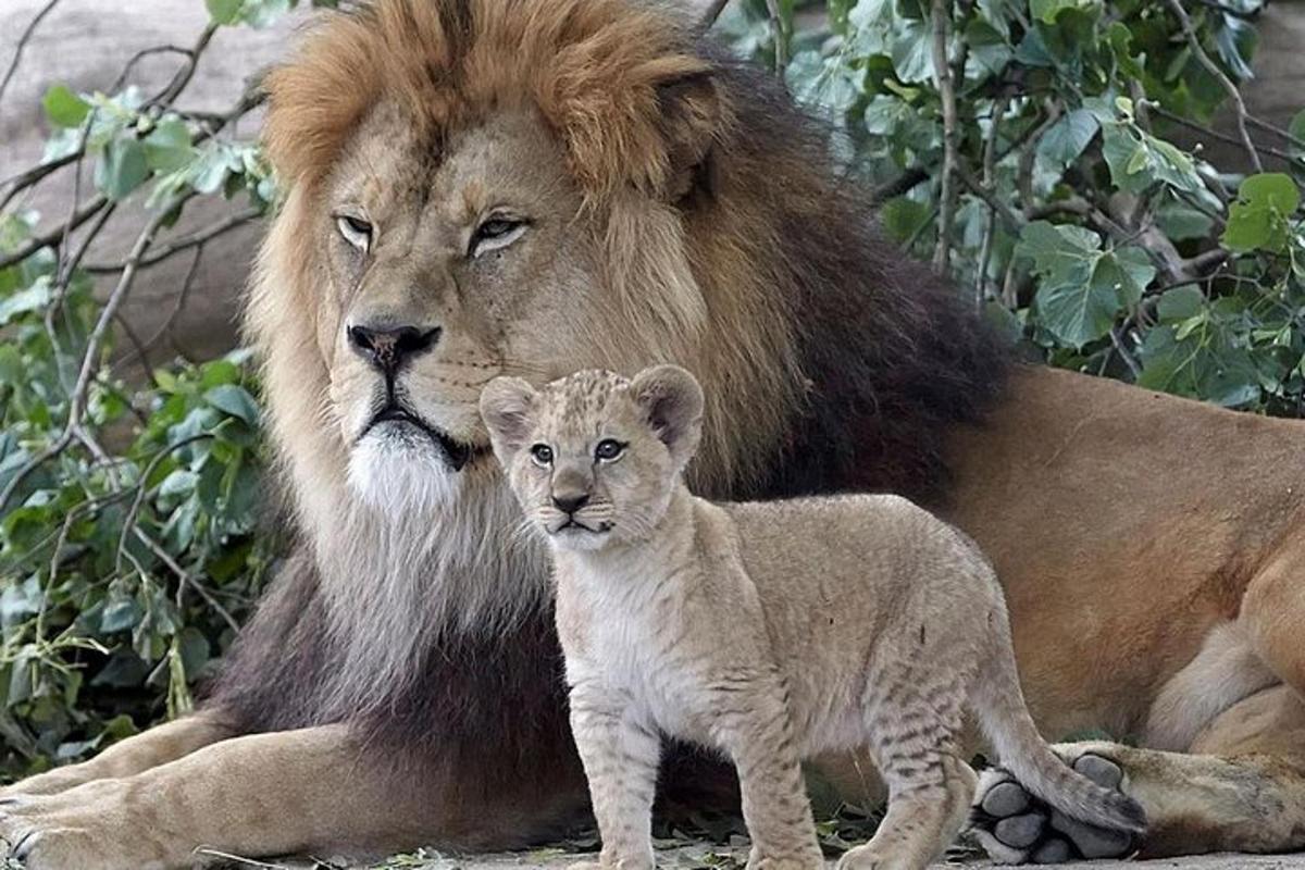 un leone e un cucciolo di leone sdraiati a terra