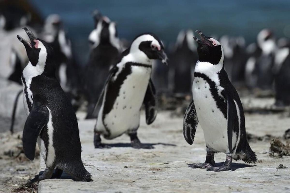 un grup de pingüins caminant per la platja