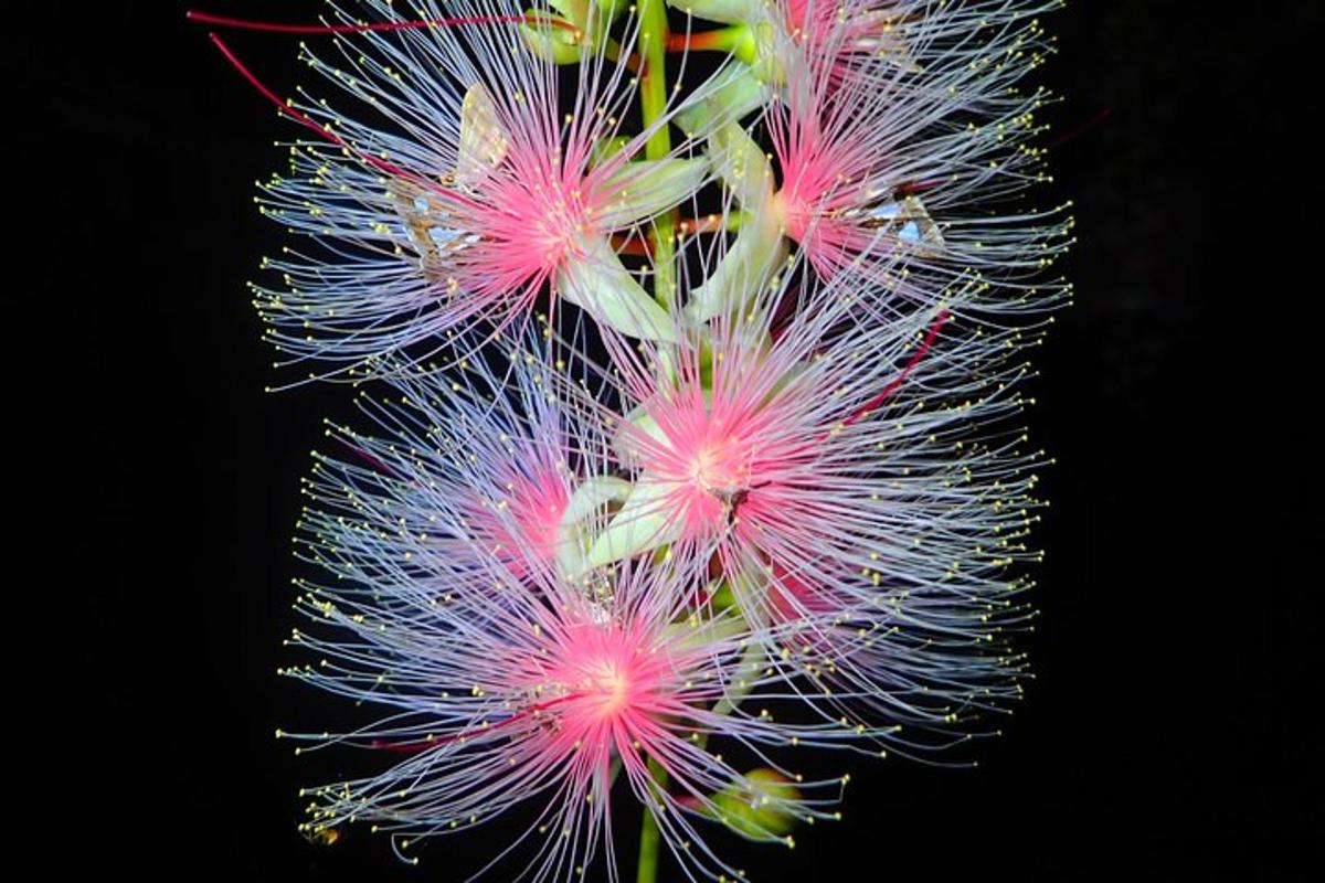 a close up of a cactus with pink and purple flowers