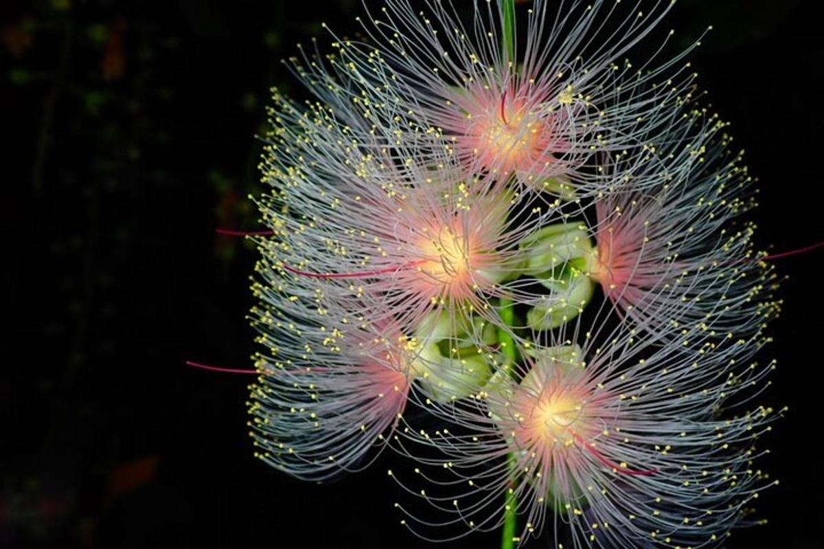 a close up of a prickly plant
