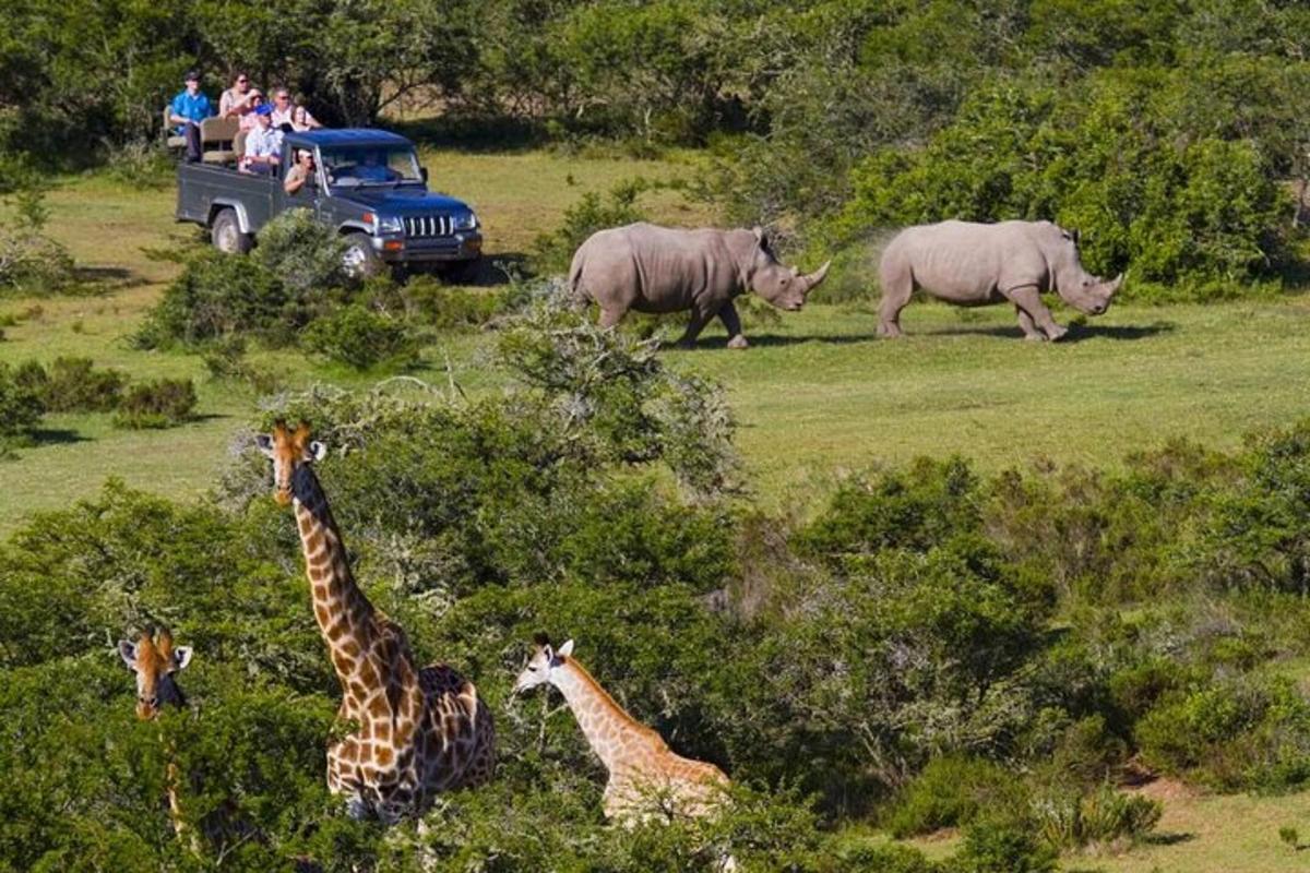 a group of giraffes and rhinos in a truck