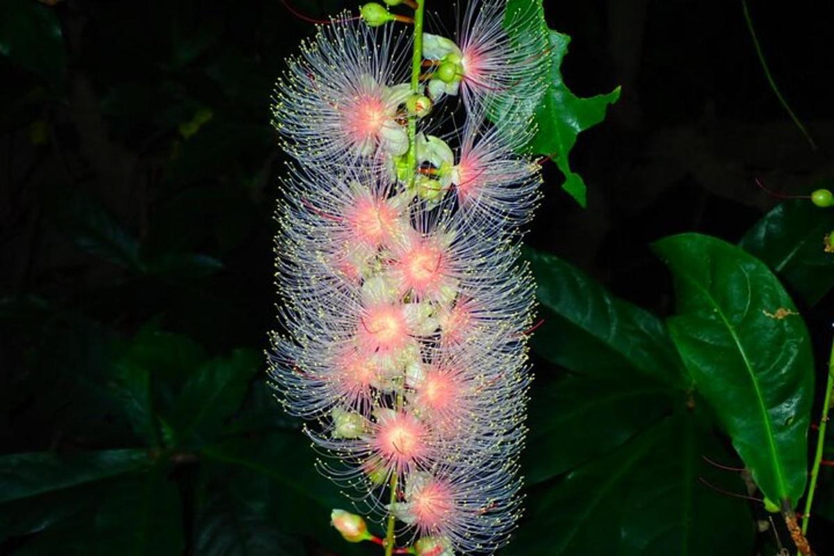 a close up of a flower on a plant