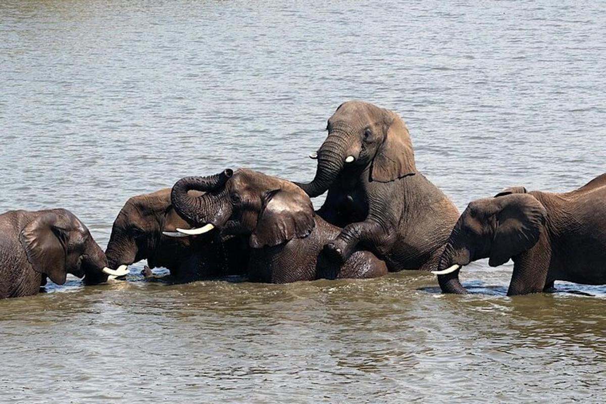 a herd of elephants playing in the water