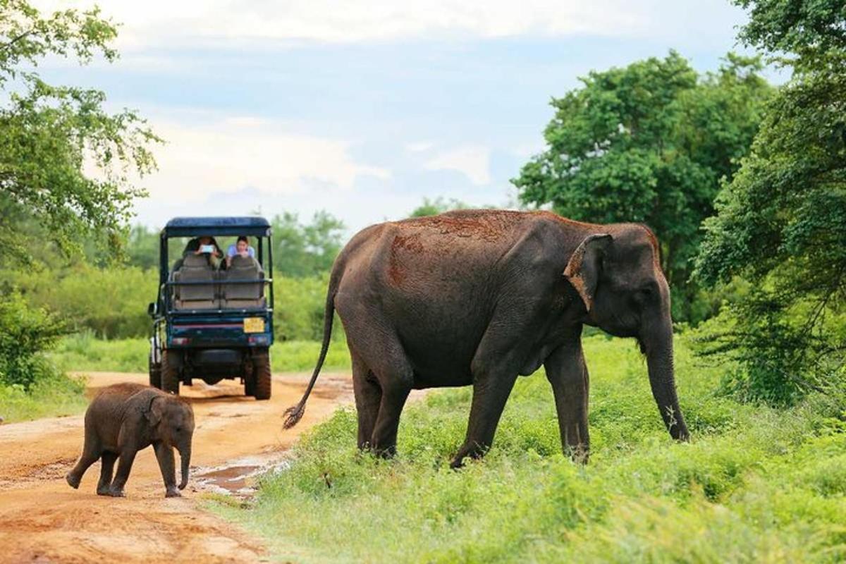 un elefant nadó caminant per un camí de terra amb un elefant adult