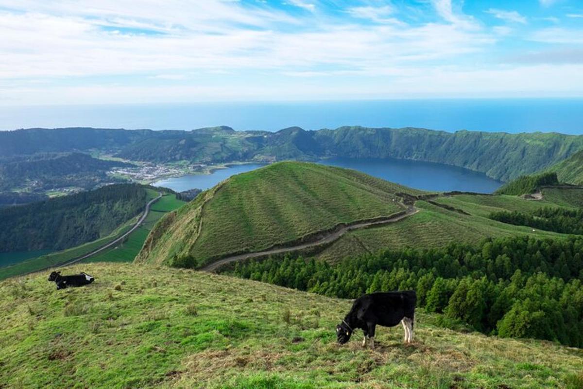 两头牛在有湖的草山上吃草