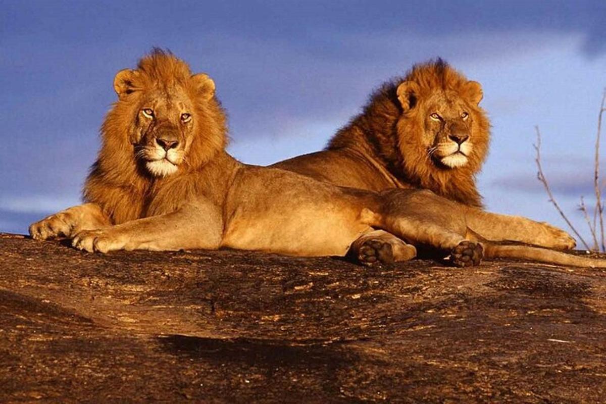 due leoni sdraiati in cima a una roccia