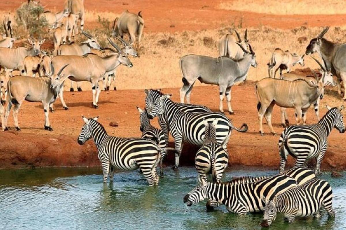 sekumpulan zebra dan antelop berdiri di dalam air