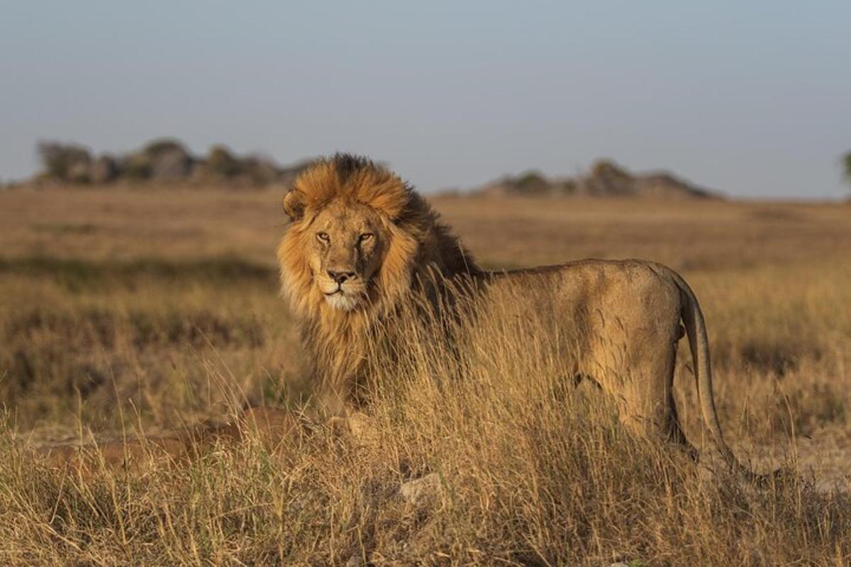 un leone in piedi in un campo di erba alta