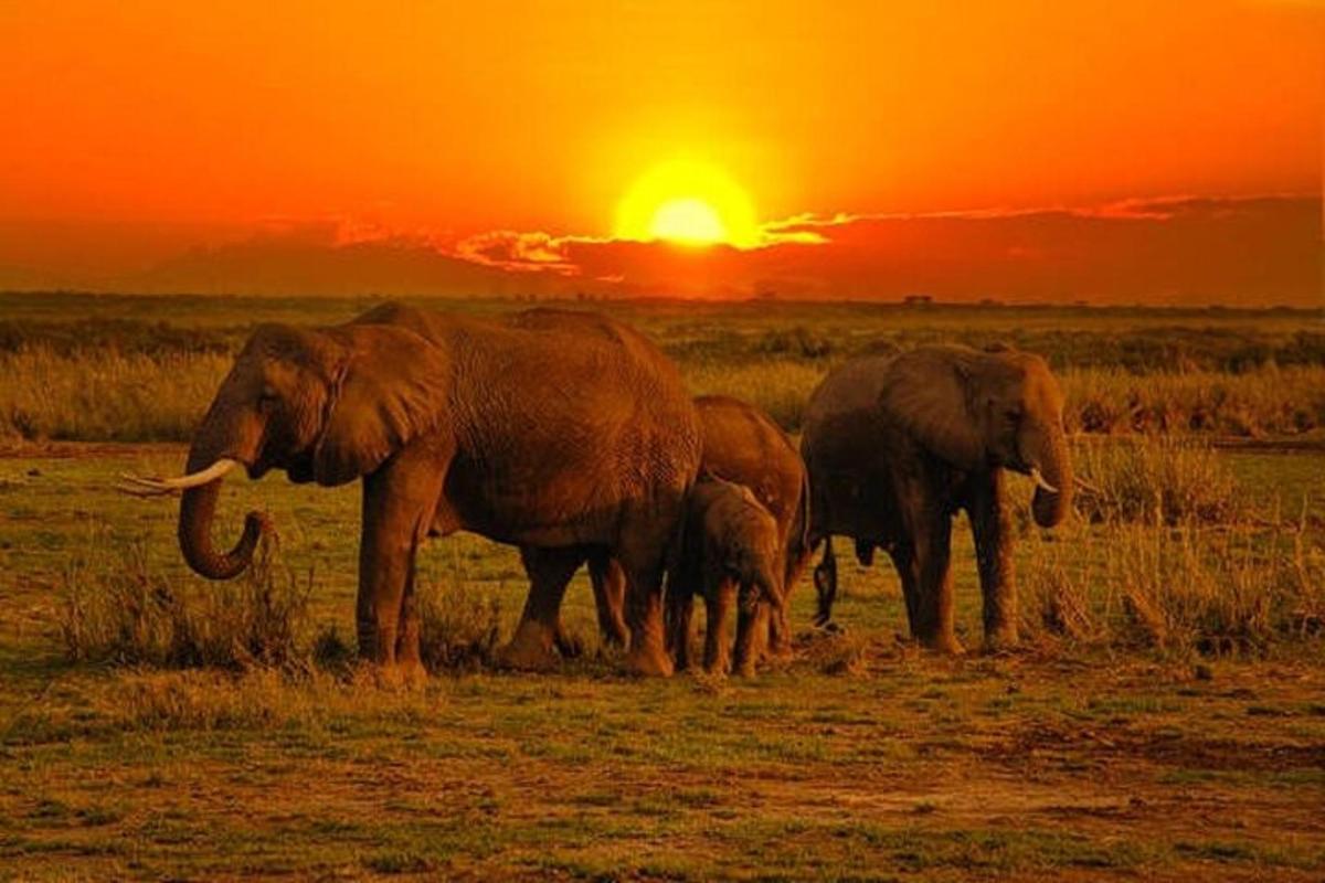 una mandria di elefanti che camminano davanti a un tramonto