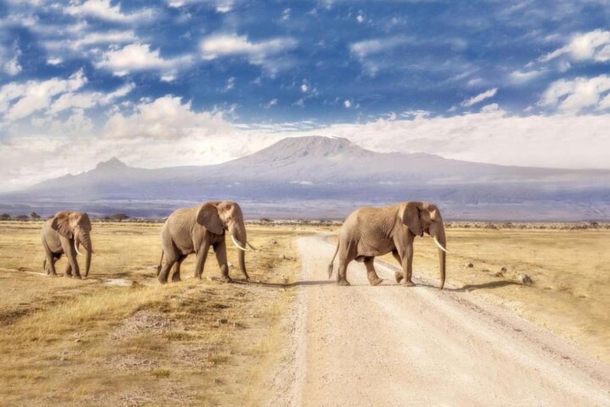tre elefanti attraversano una strada sterrata nel deserto