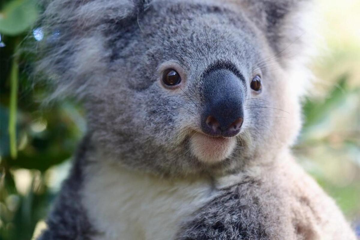 Un koala sentado en un árbol mirando a la cámara.