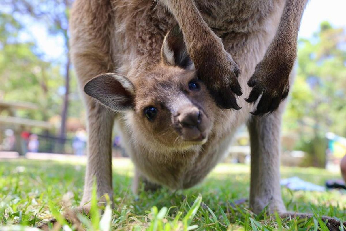 Un bebé canguro de pie junto a su madre
