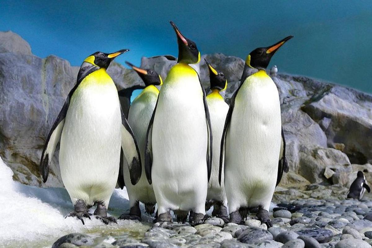 um grupo de pinguins em pé sobre algumas rochas