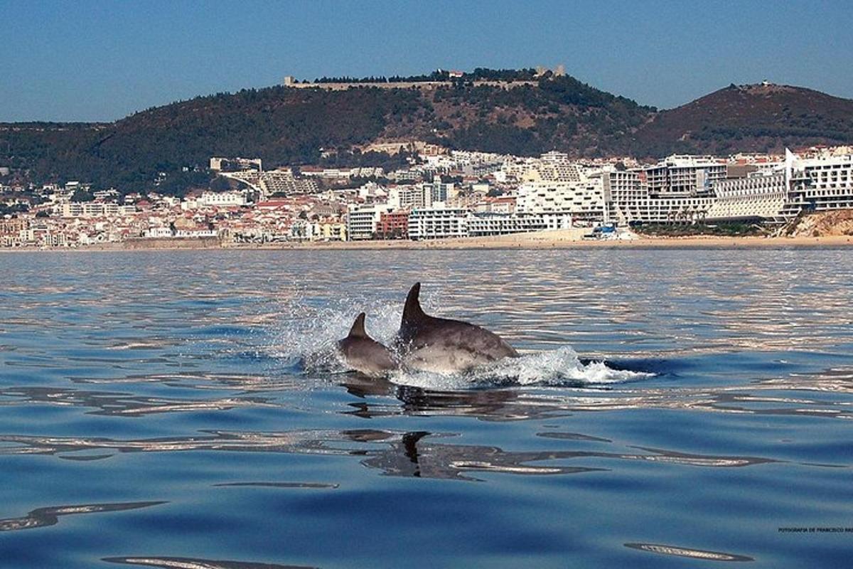 due delfini nell'acqua con una città sullo sfondo