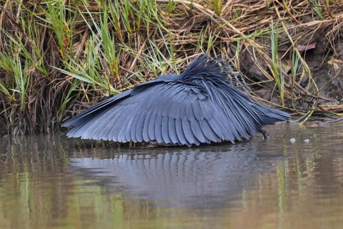 seekor burung duduk di dalam air dengan sayapnya terbuka