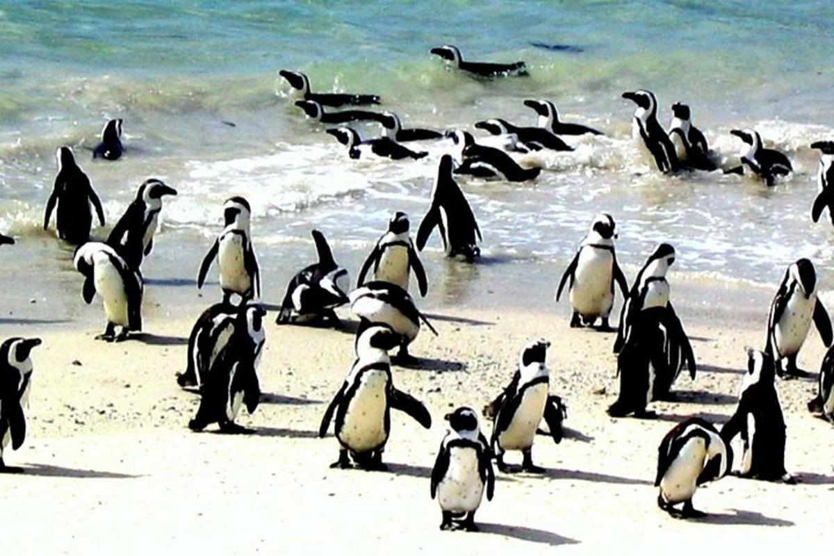 un grup de pingüins drets a la platja