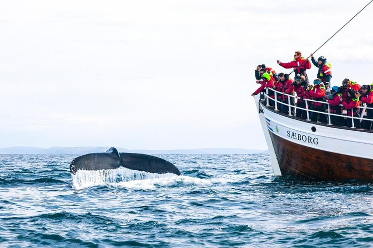 um grupo de pessoas em um barco com uma baleia
