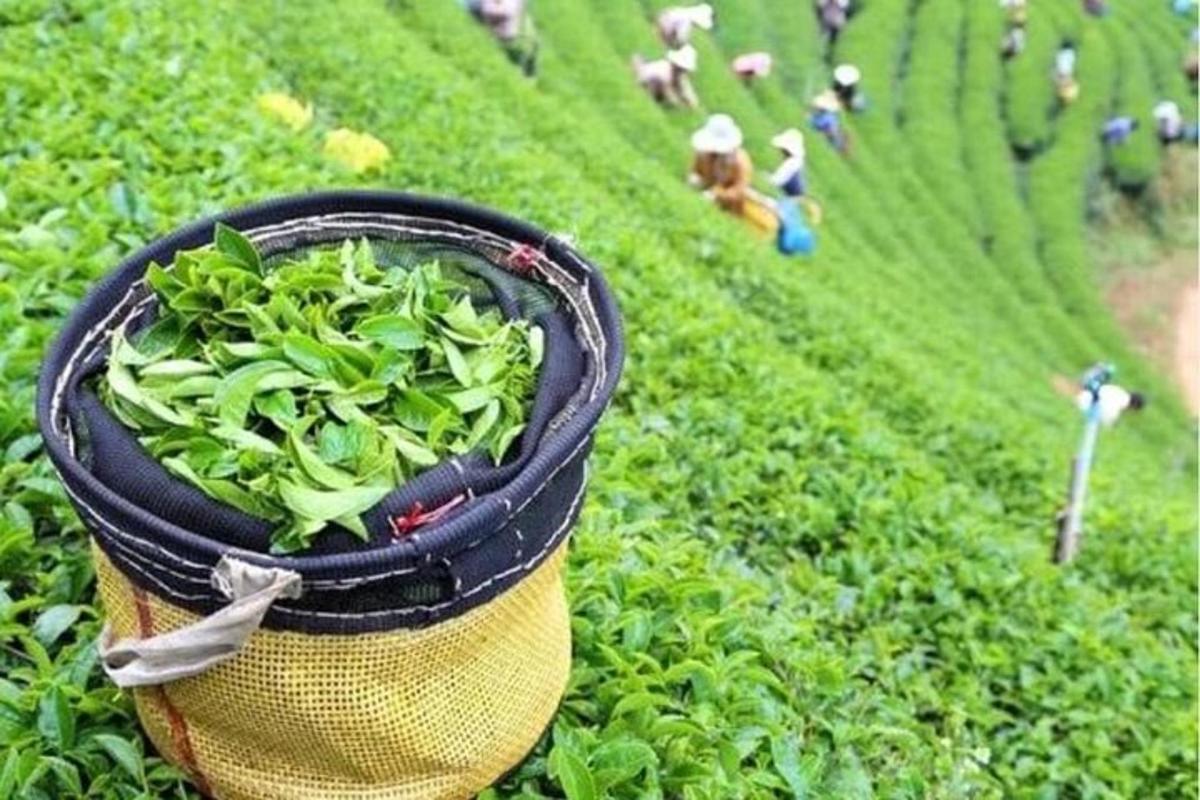 a bag filled with green plants in a field
