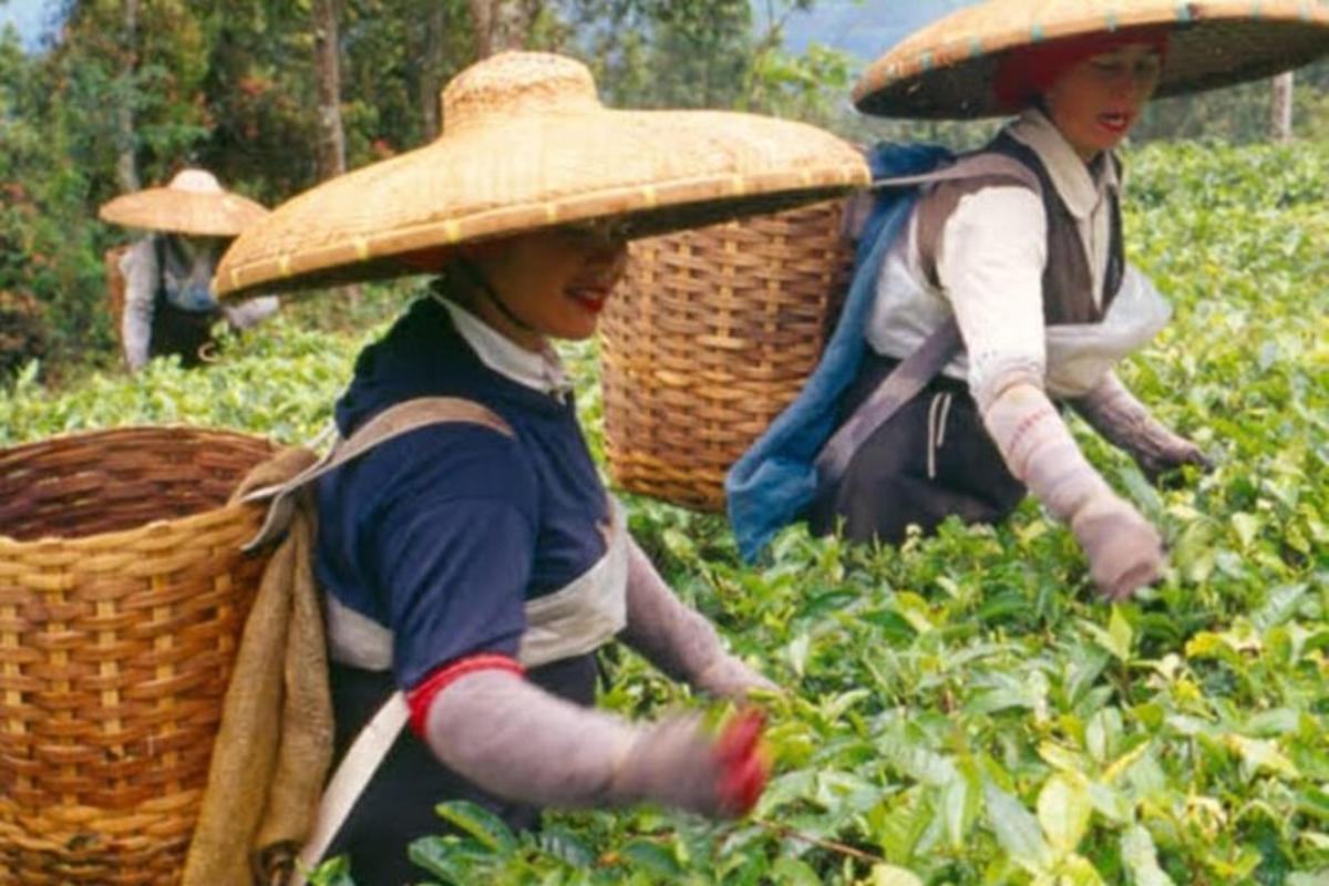 two women wearing straw hats working in a field