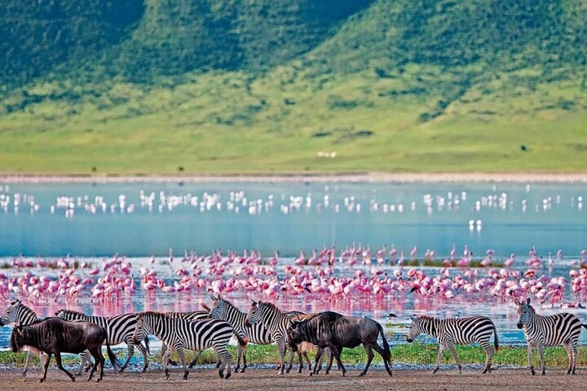 sebrade ja flamingode kari linnuparve ees
