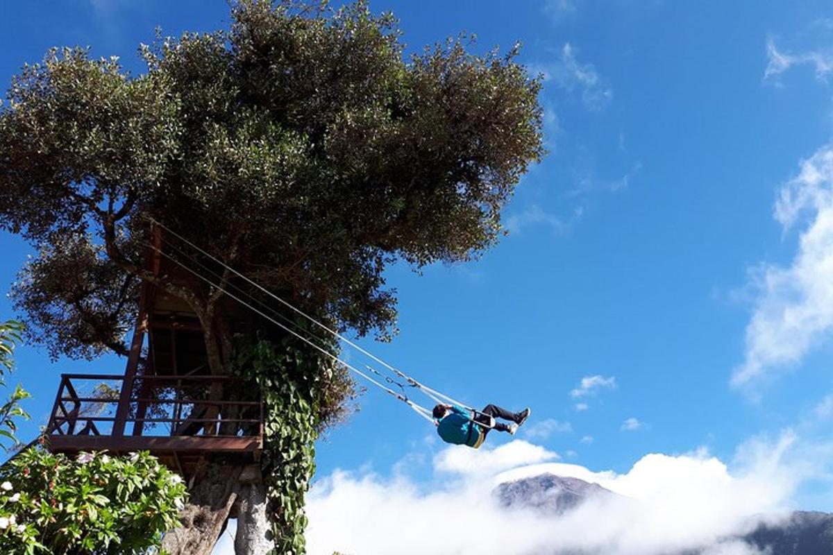 semafor před stromem