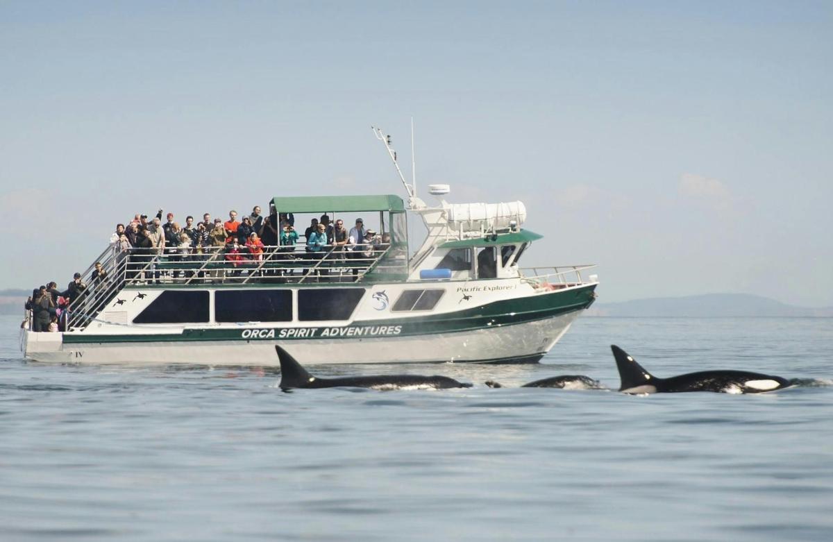 a group of people on a boat with whales in the water