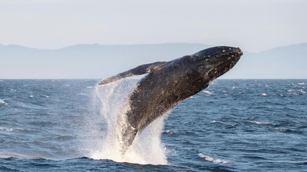a humpback whale jumping out of the water