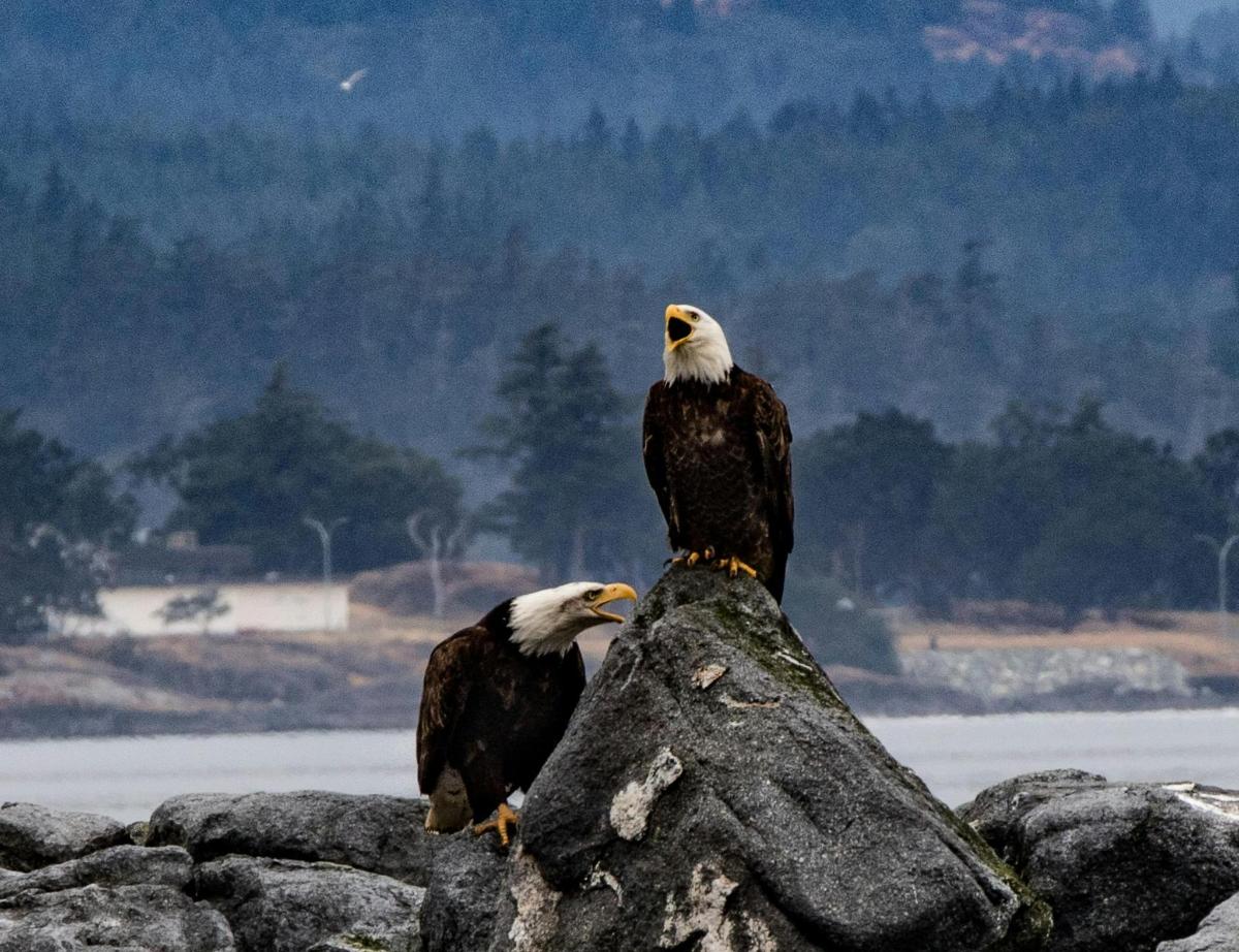 two bald eagles sitting on a rock near the water