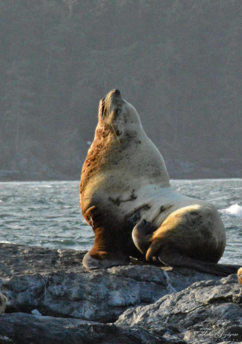 a seal sitting on a rock in the water