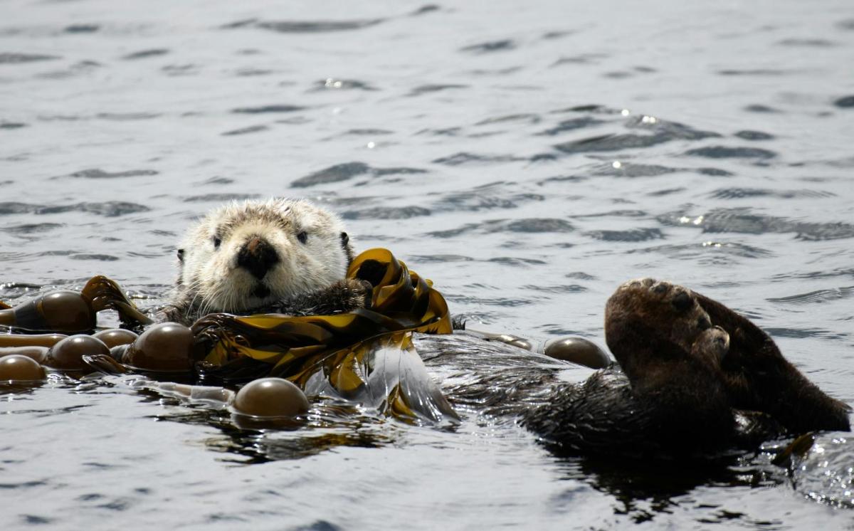 a otter swimming in the water with a toy