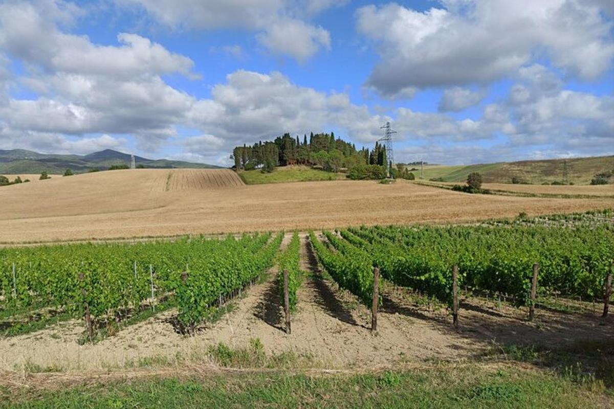 a farm field with a row of vines