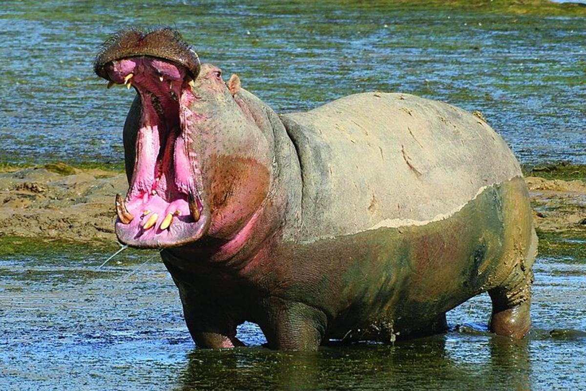 un ippopotamo in piedi nell'acqua con la bocca aperta