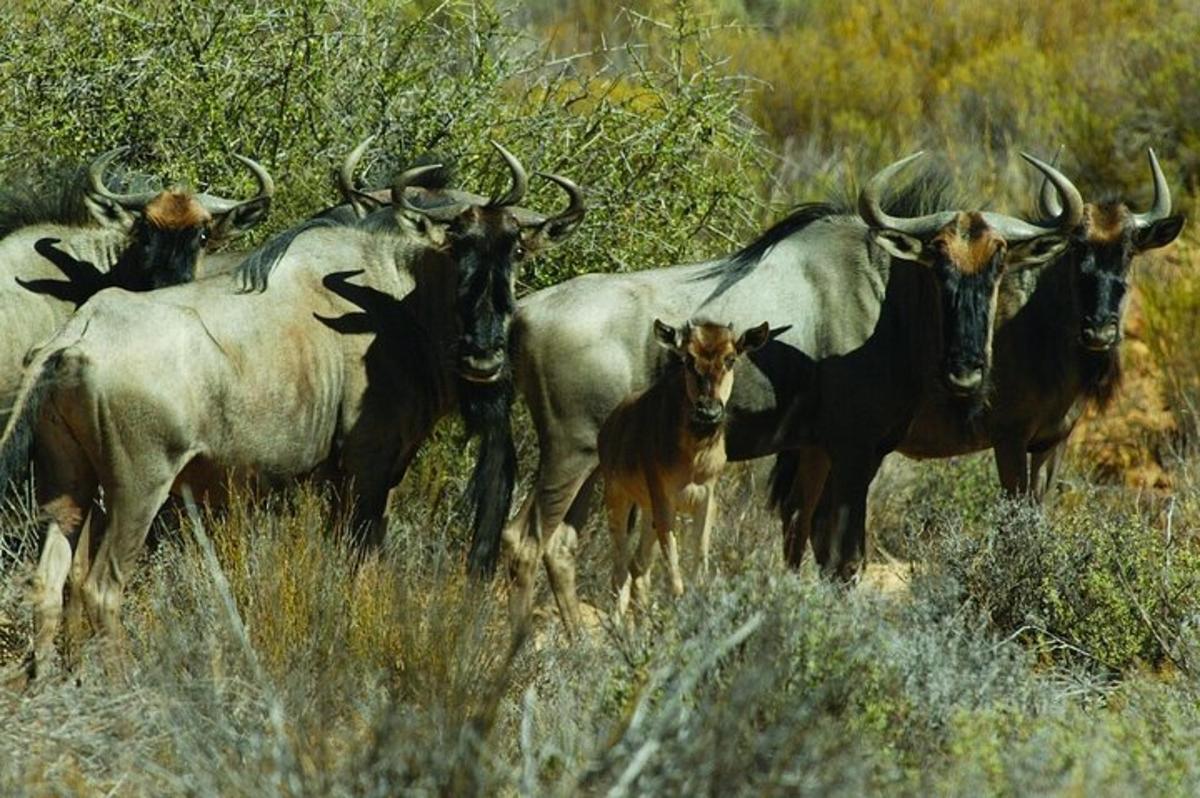 un gruppo di animali in piedi in un campo