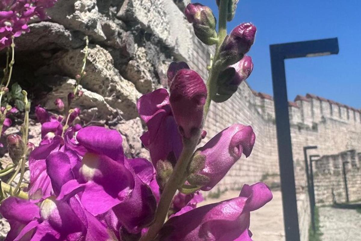 ein Strauß lila Blumen vor einer Steinmauer