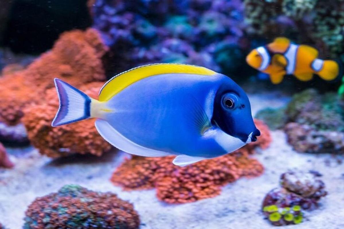 um peixe azul e amarelo em um aquário