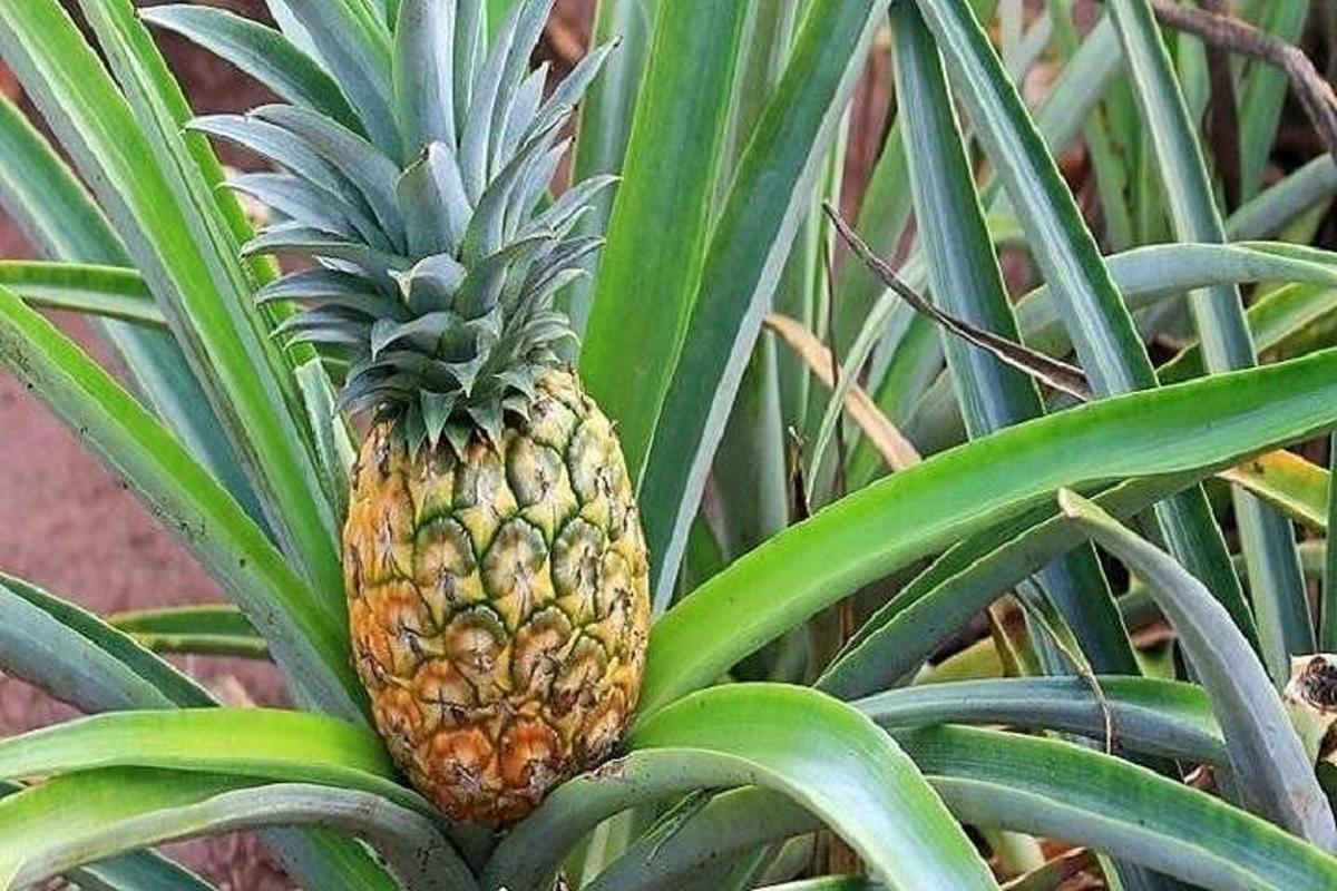 una pinya al mig d'una planta