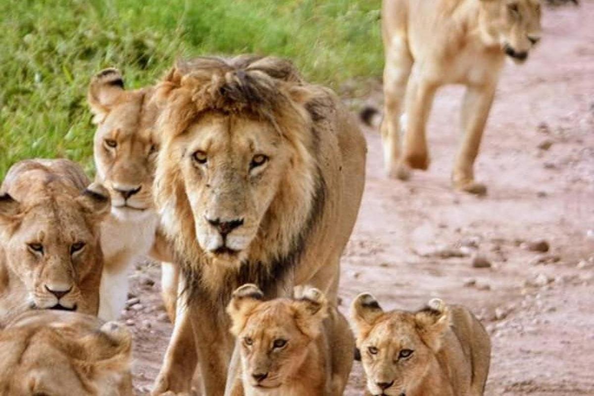 un gruppo di leoni che camminano lungo una strada sterrata