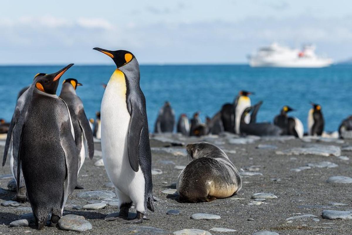 Un grupo de pingüinos de pie en una playa