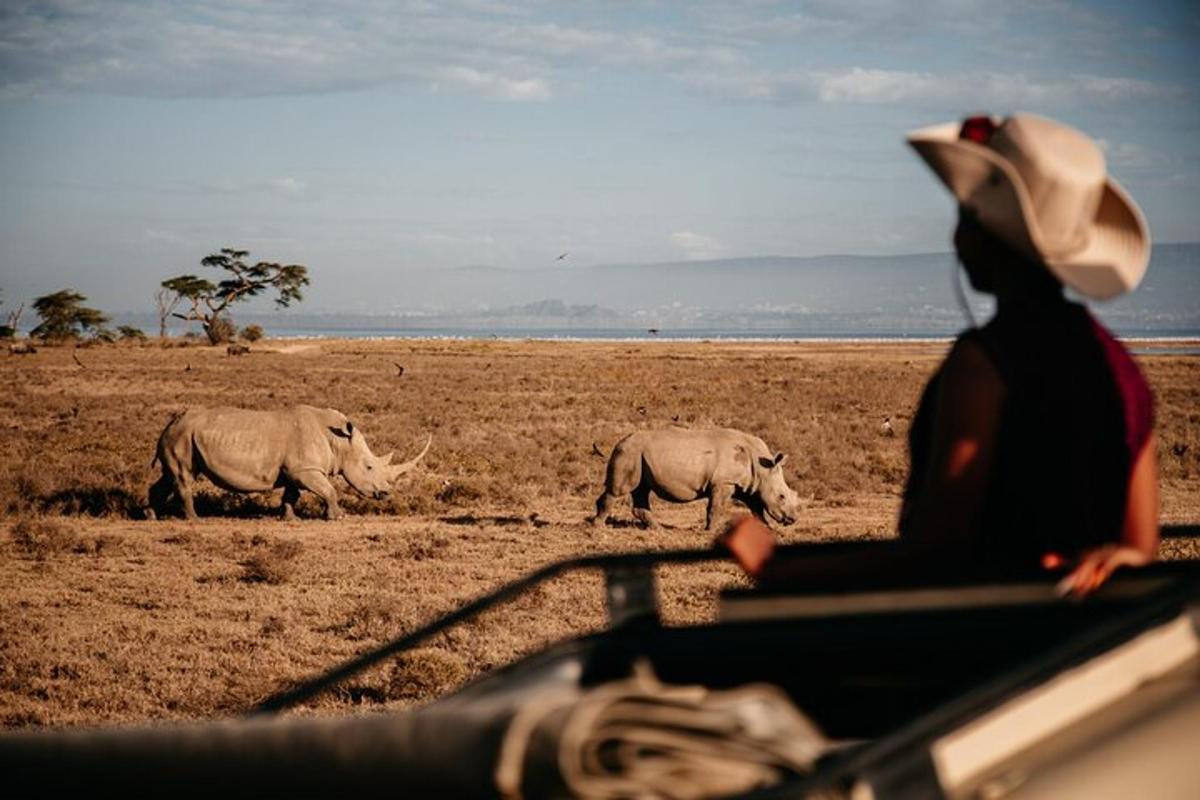 uma pessoa em um veículo observando dois rinocerontes em um campo