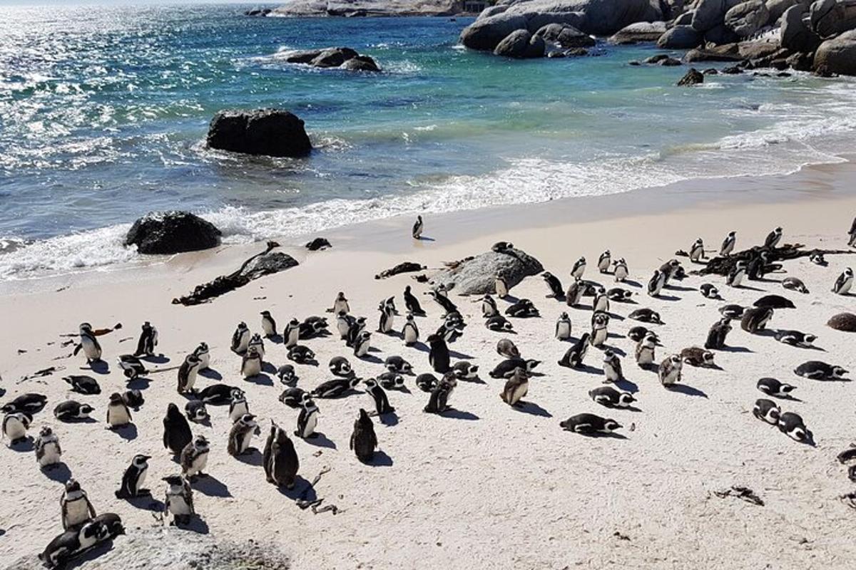 Una bandada de pingüinos de pie en una playa
