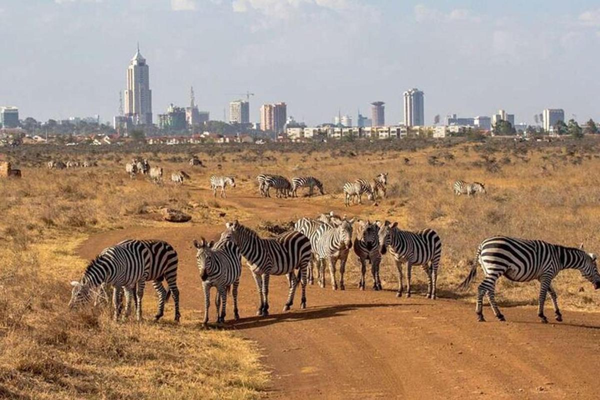a herd of zebras standing on a dirt road