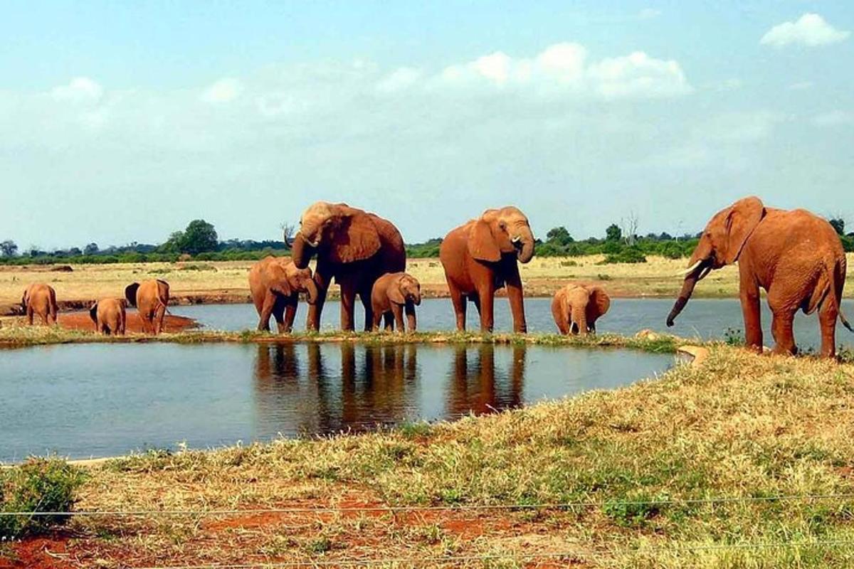 sekumpulan gajah berdiri di sebelah lubang air