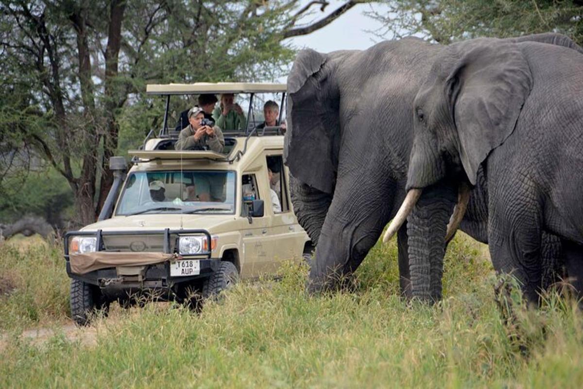 sekumpulan orang dalam kenderaan safari sedang memerhatikan seekor gajah