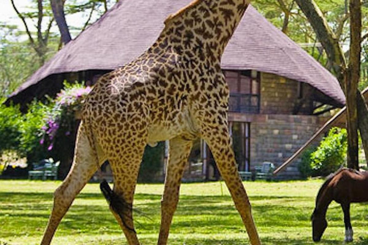 uma girafa caminhando na grama em frente a um prédio