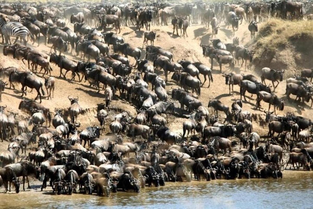een grote kudde dieren die bij het water staat