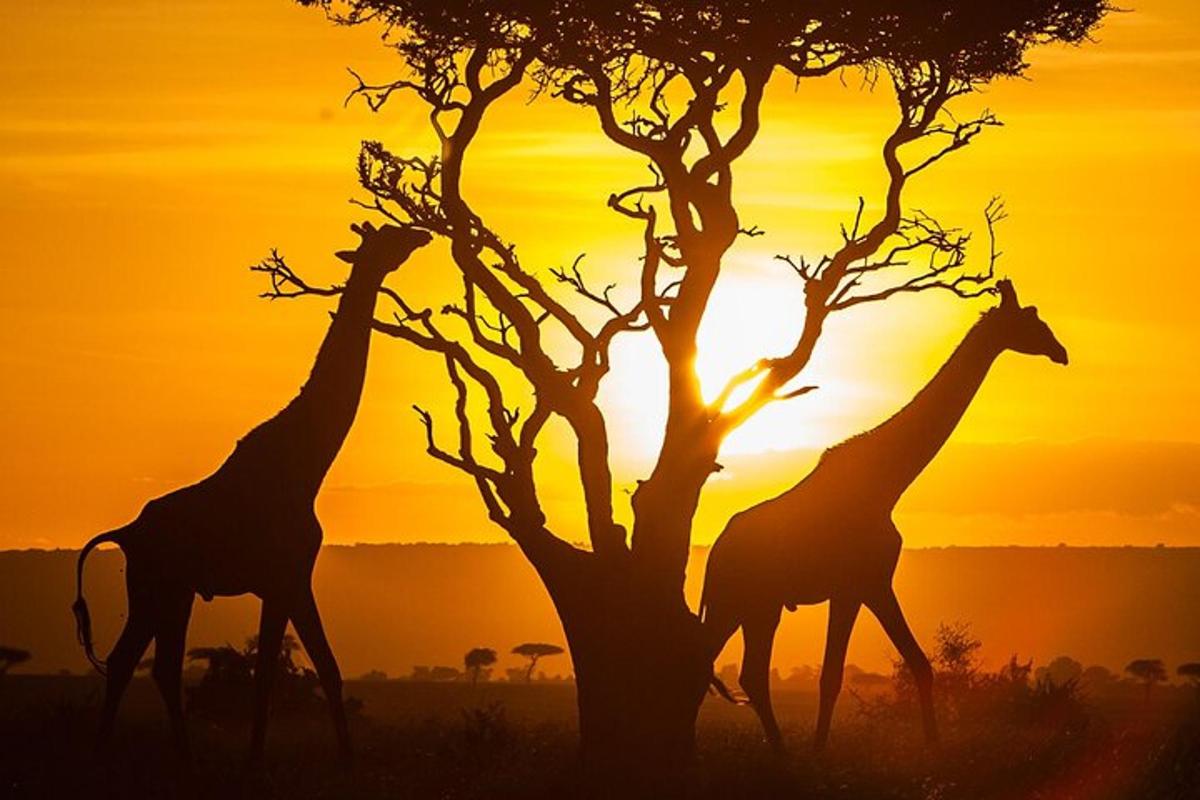 twee giraffen lopen naast een boom bij zonsondergang