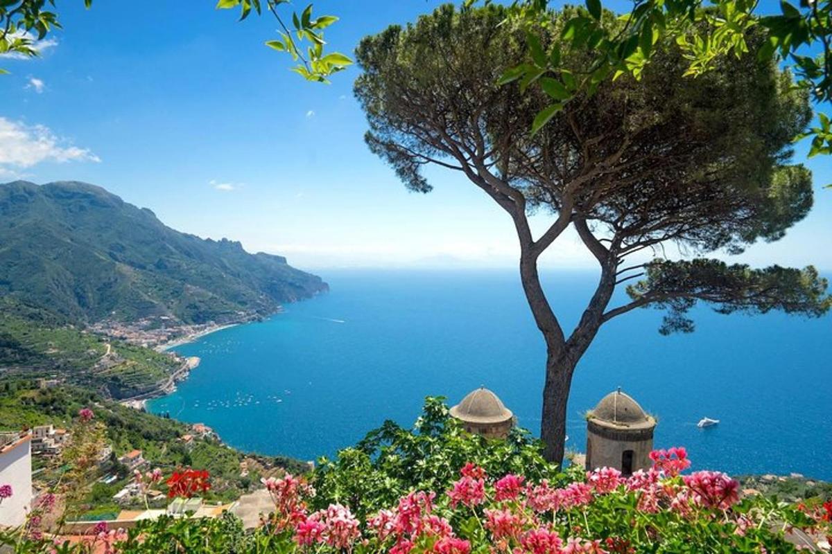 un arbre en un turó amb vistes a l'oceà