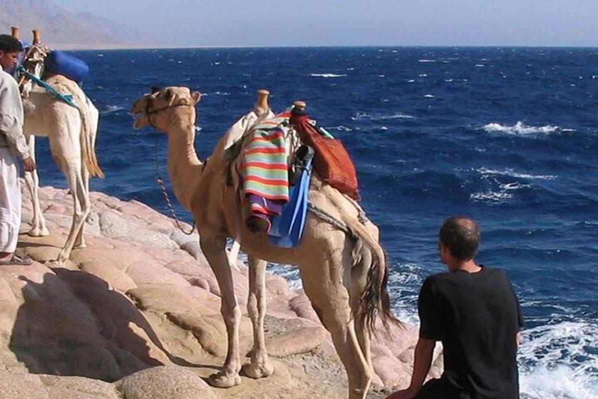 kamela, ki stoji na skalah ob oceanu