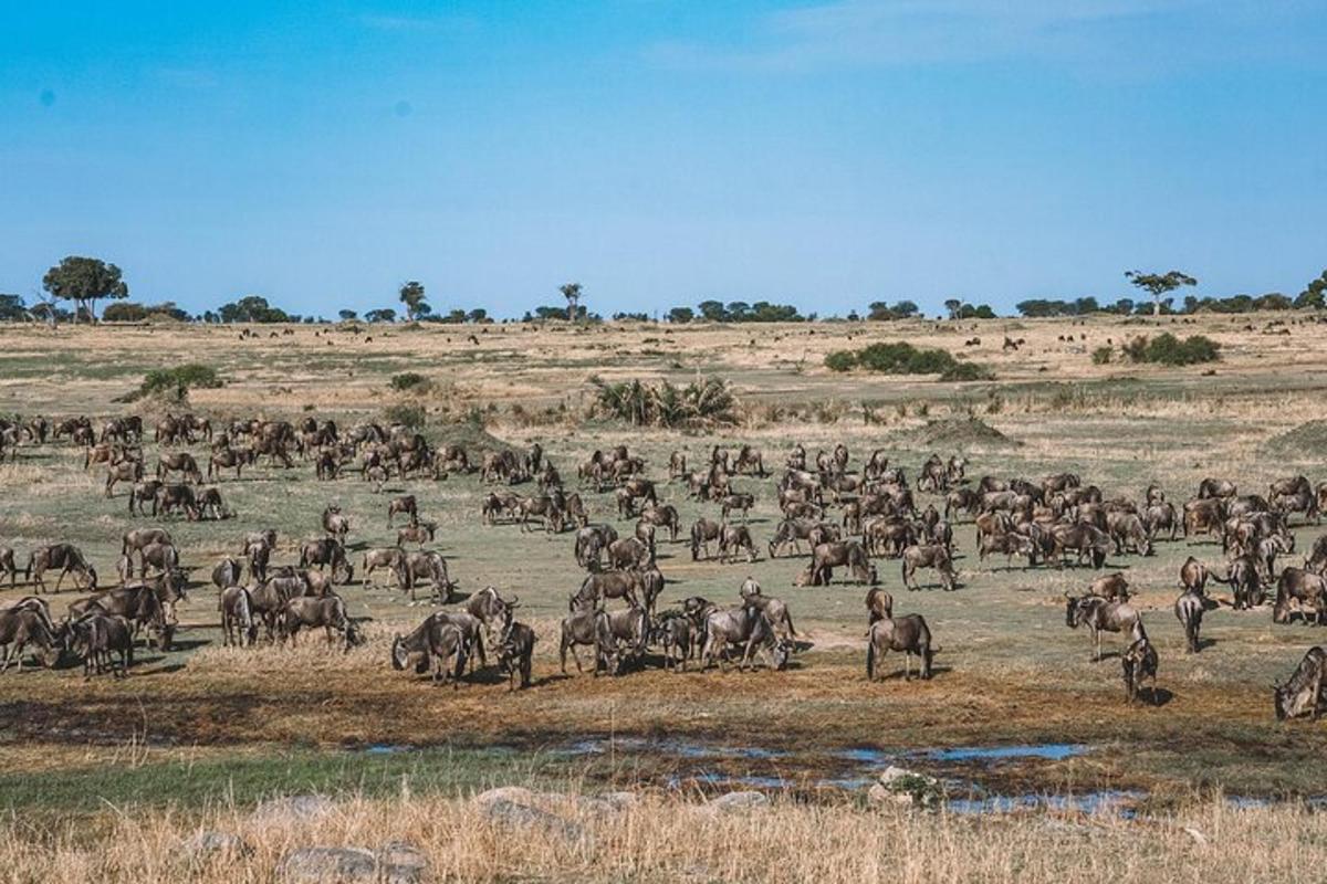 a large herd of animals in a field