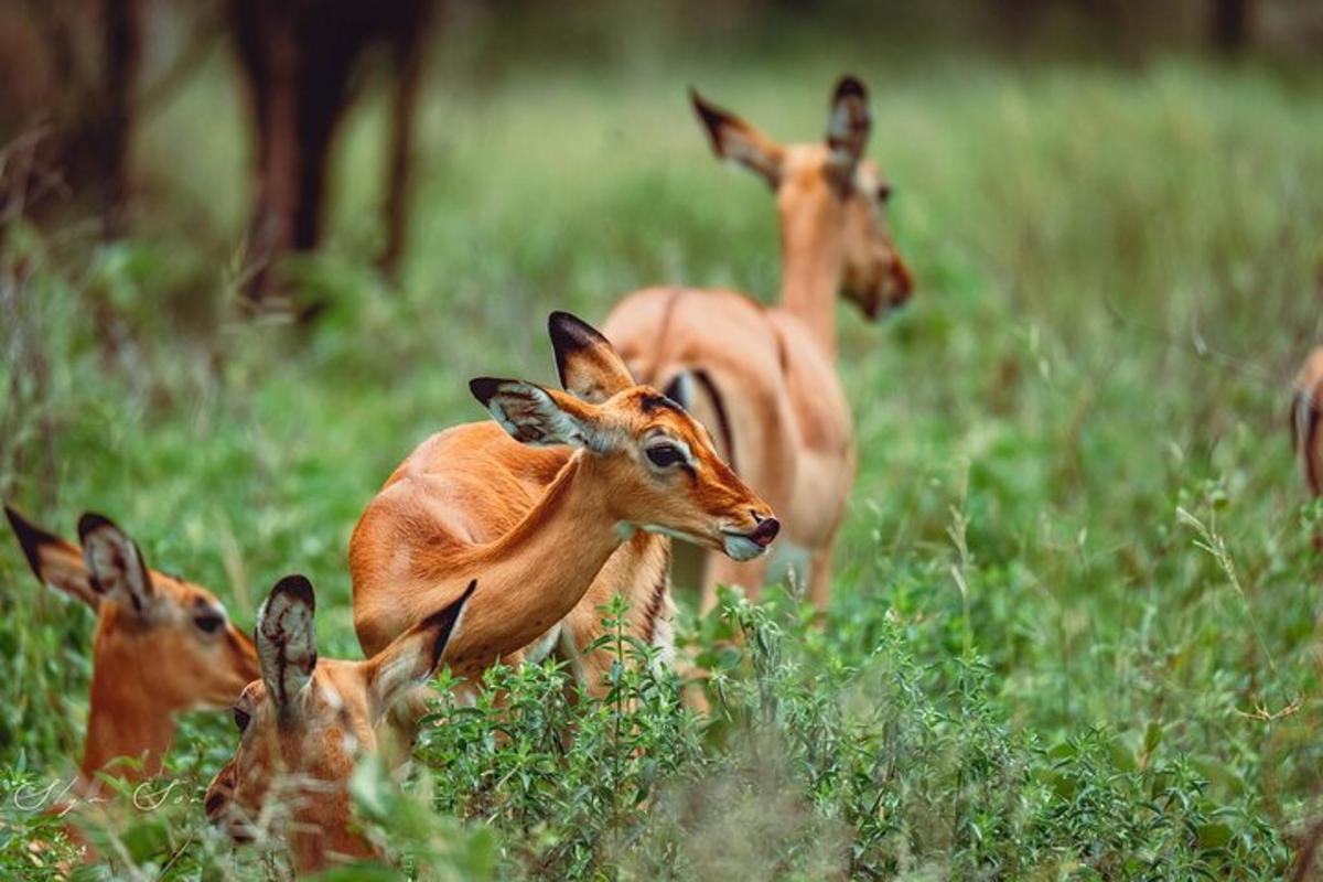a group of gazelles in a field of grass